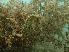 Hippocampus subelongatus