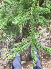 Cryptomeria japonica