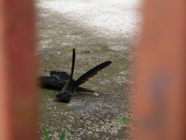 Gray-rumped Swiftlet from Mount Banahaw, Lucban, Quezon, Philippines on ...