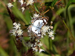 Ariconias glaphyra