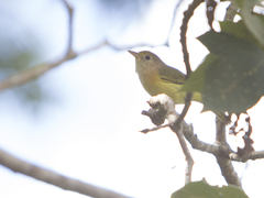 Pachysylvia aurantiifrons