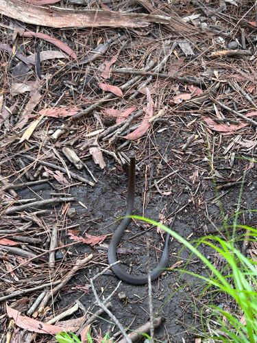 Southern Dwarf Crowned Snake sighting