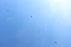 Petrochelidon pyrrhonota