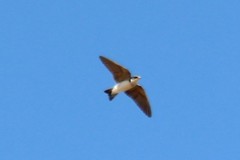 Petrochelidon pyrrhonota