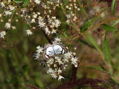 Ariconias glaphyra