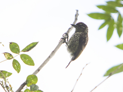 Picumnus squamulatus