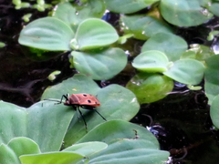 Physopelta quadriguttata