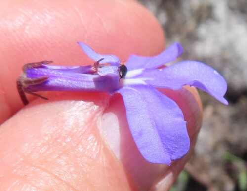 Flatpine Lobelia (Lobelia chamaepitys)