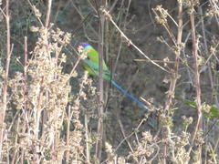 Psittacula cyanocephala