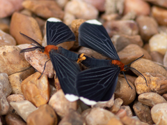 Melanchroia chephise