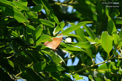 Charaxes