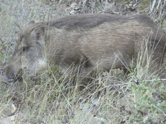 Sus scrofa cristatus