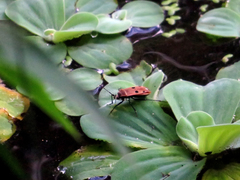 Physopelta quadriguttata