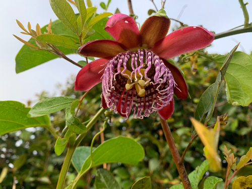 Passiflora alata