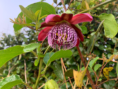 Passiflora alata