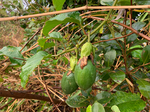 Passiflora alata