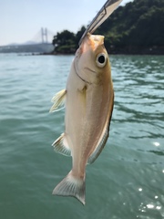 Parapristipoma trilineatum