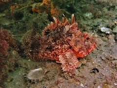 Scorpaena sumptuosa
