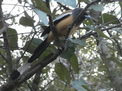 Dendrocitta vagabunda