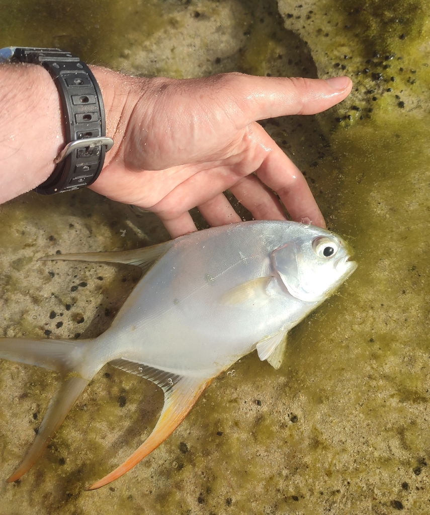 Longfin pompano (Trachinotus goreensis) — Carangidae