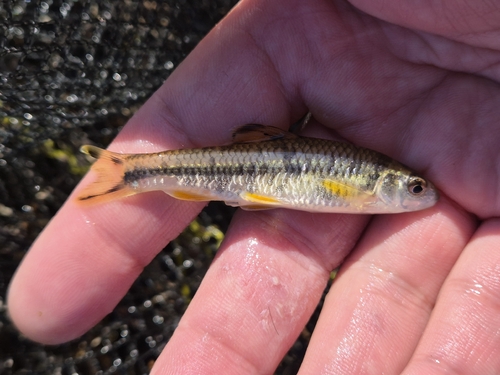Rainbow gudgeon (Sarcocheilichthys nigripinnis) — Cyprinidae — 3
