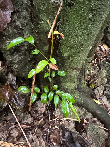 Meiogyne cylindrocarpa observed 2025-09-30