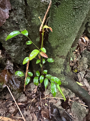 Meiogyne cylindrocarpa