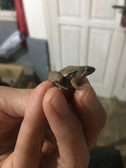 Microhyla achatina
