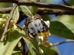 Ariconias glaphyra