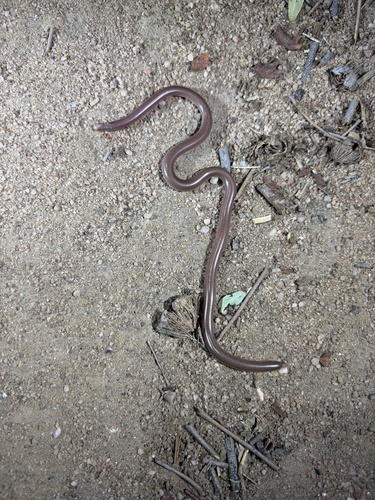 Prong-snouted Blind Snake sighting