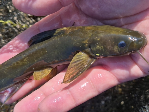Ussuri catfish (Pelteobagrus ussuriensis) — Bagridae — 2