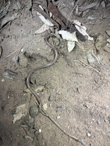 Prong-snouted Blind Snake sighting