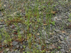Festuca octoflora glauca