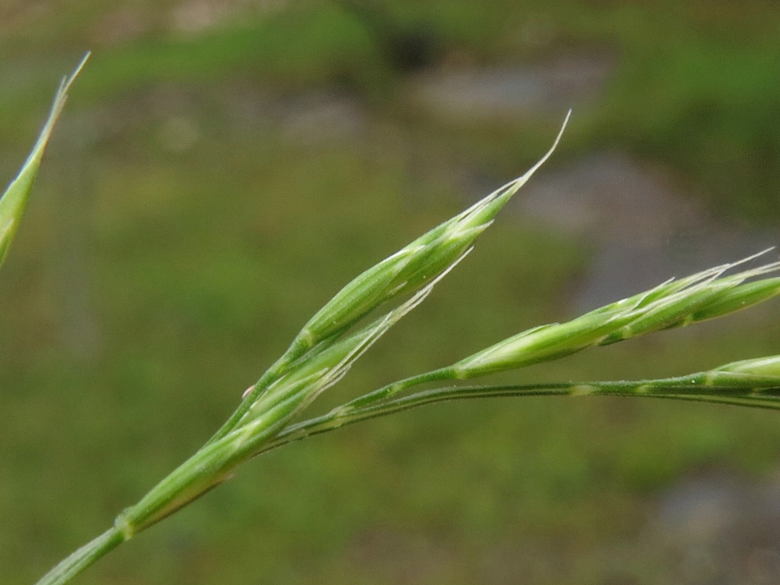 Vulpia octoflora var. glauca