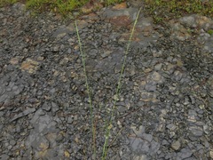 Festuca octoflora glauca
