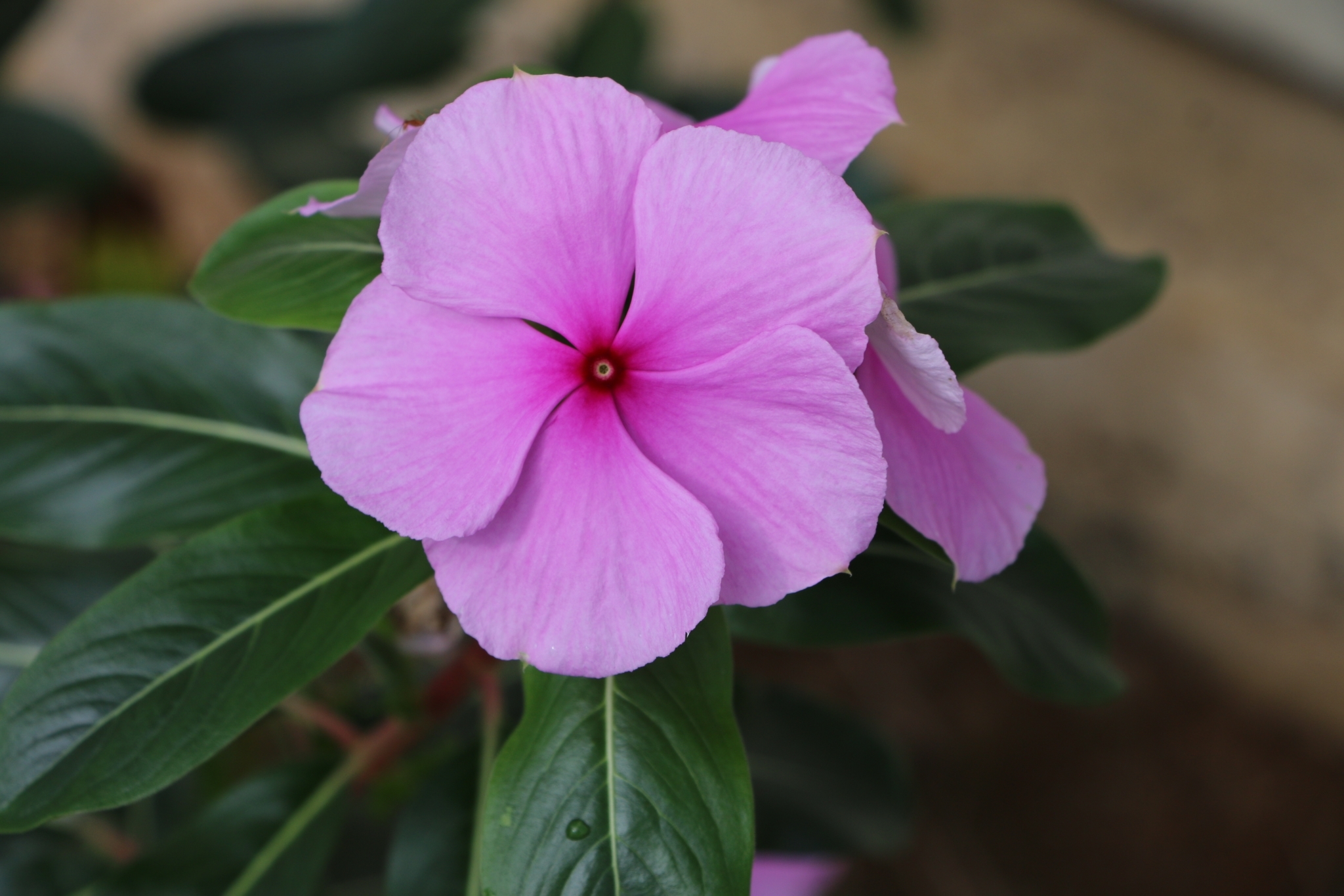 Catharanthus