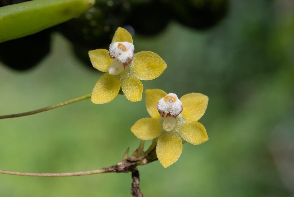 Thrixspermum merguense (Thrixspermum merguense)