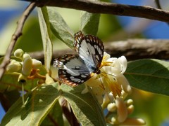 Ariconias glaphyra