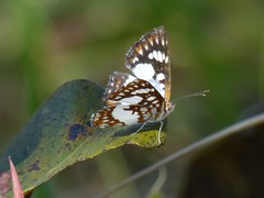 Ariconias glaphyra