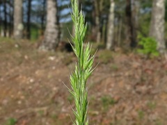 Festuca octoflora tenella