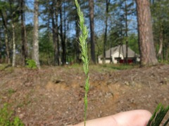 Festuca octoflora tenella