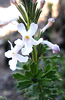 Lime Trumpets - Photo (c) YvettevWijk, some rights reserved (CC BY), uploaded by YvettevWijk