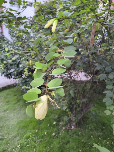 Bauhinia tomentosa, photograph 5
