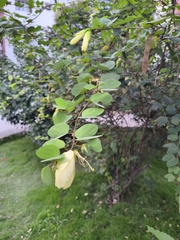 Bauhinia tomentosa, photograph (c) Raja Sekhar Chimirala, some rights reserved (CC BY)