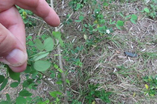 Bauhinia tomentosa, photograph 2