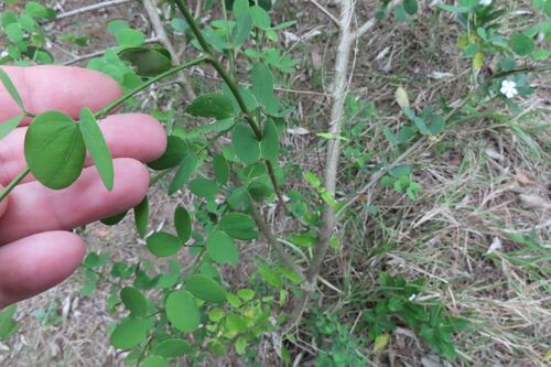 Bauhinia tomentosa, photograph 4