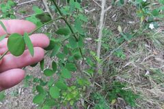 Bauhinia tomentosa, photograph (c) Bruno - Yolande Zanette, some rights reserved (CC BY)