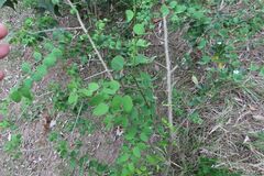 Bauhinia tomentosa, photograph (c) Bruno - Yolande Zanette, some rights reserved (CC BY)