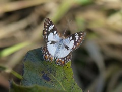 Ariconias glaphyra