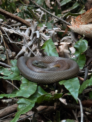 Tiger Snake sighting
